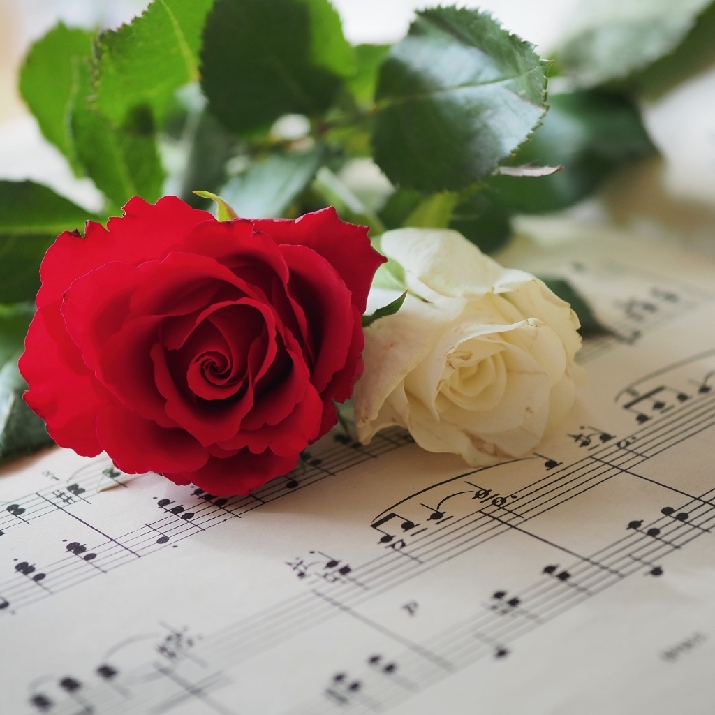 Красная и белая розы лежат на нотной тетради