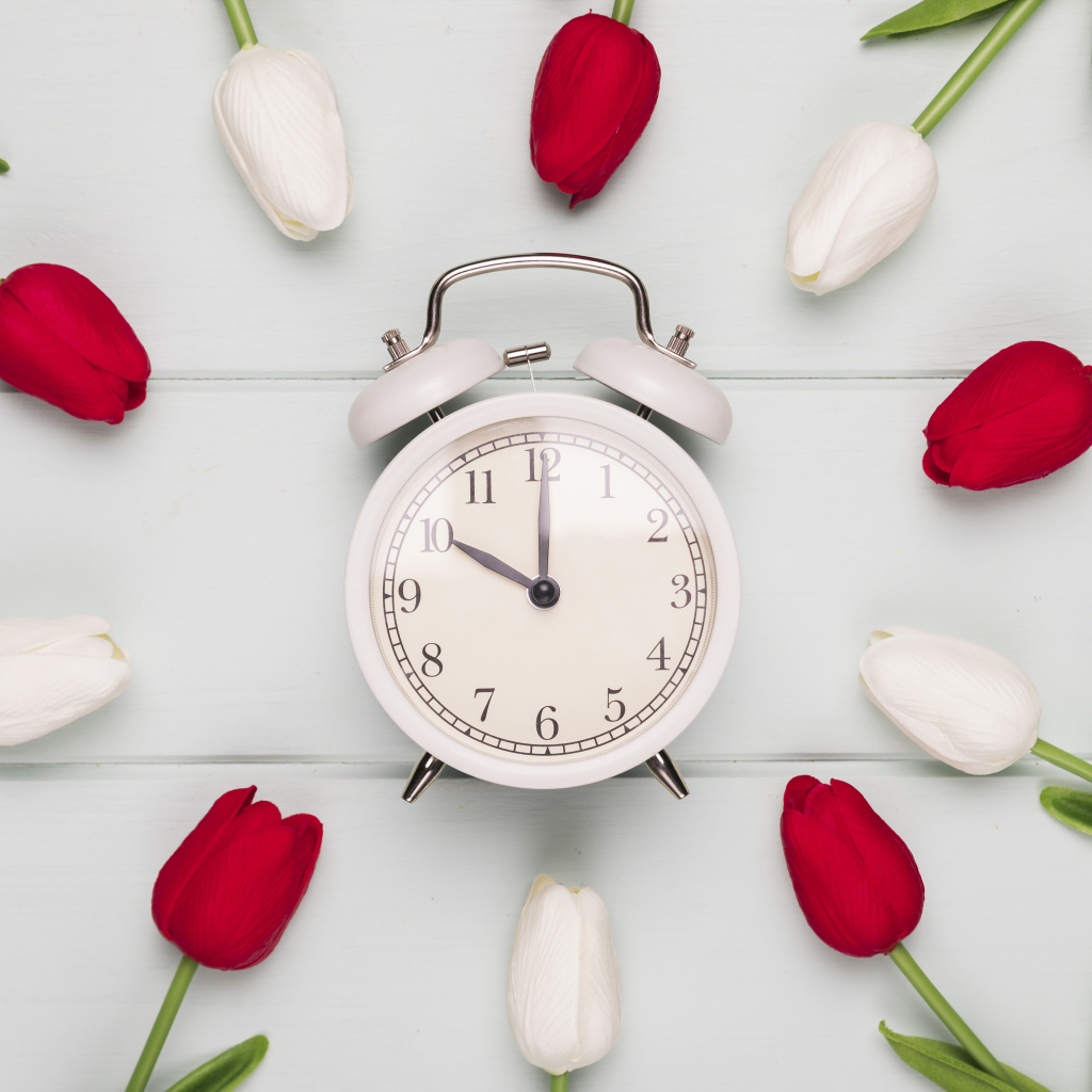Красные и белые тюльпаны с будильником на сером столе