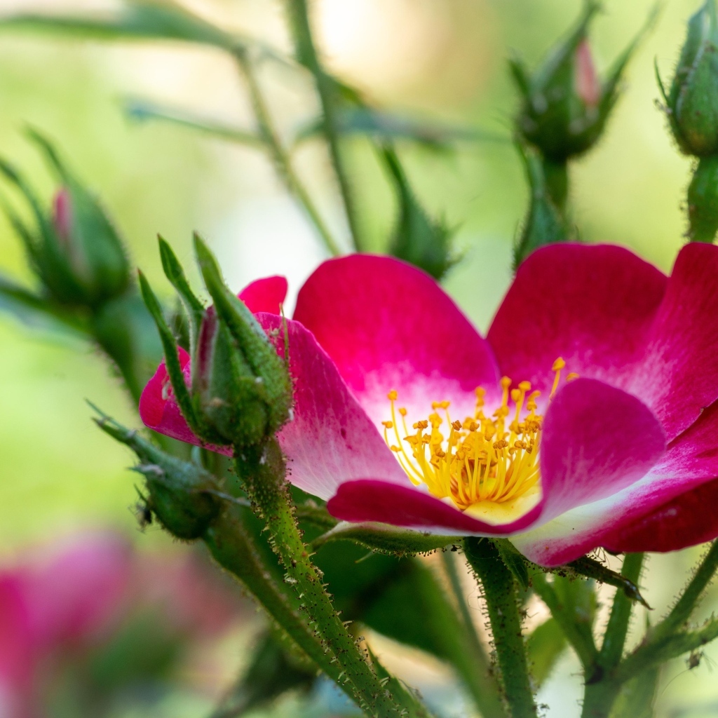 Красная бордюрная роза с бутонами
