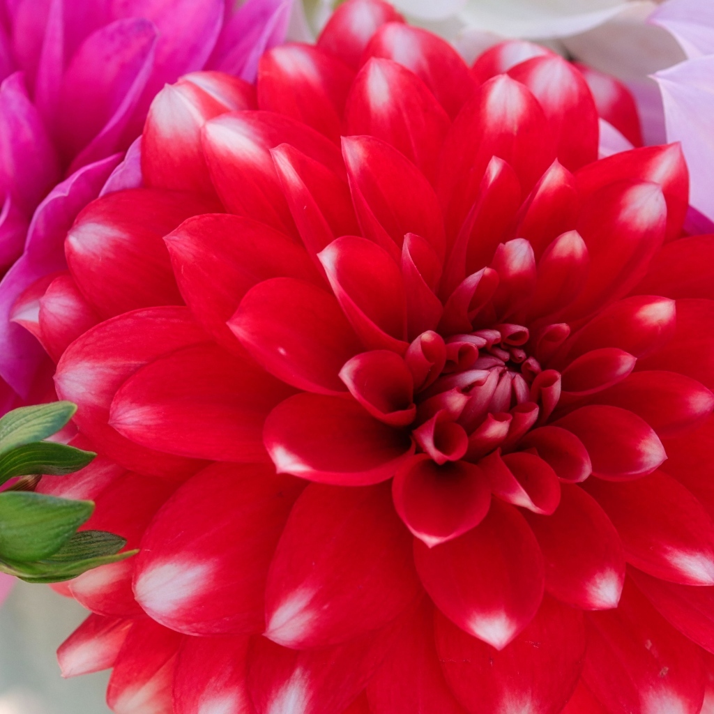 Красный цветок георгина с бутоном крупным планом