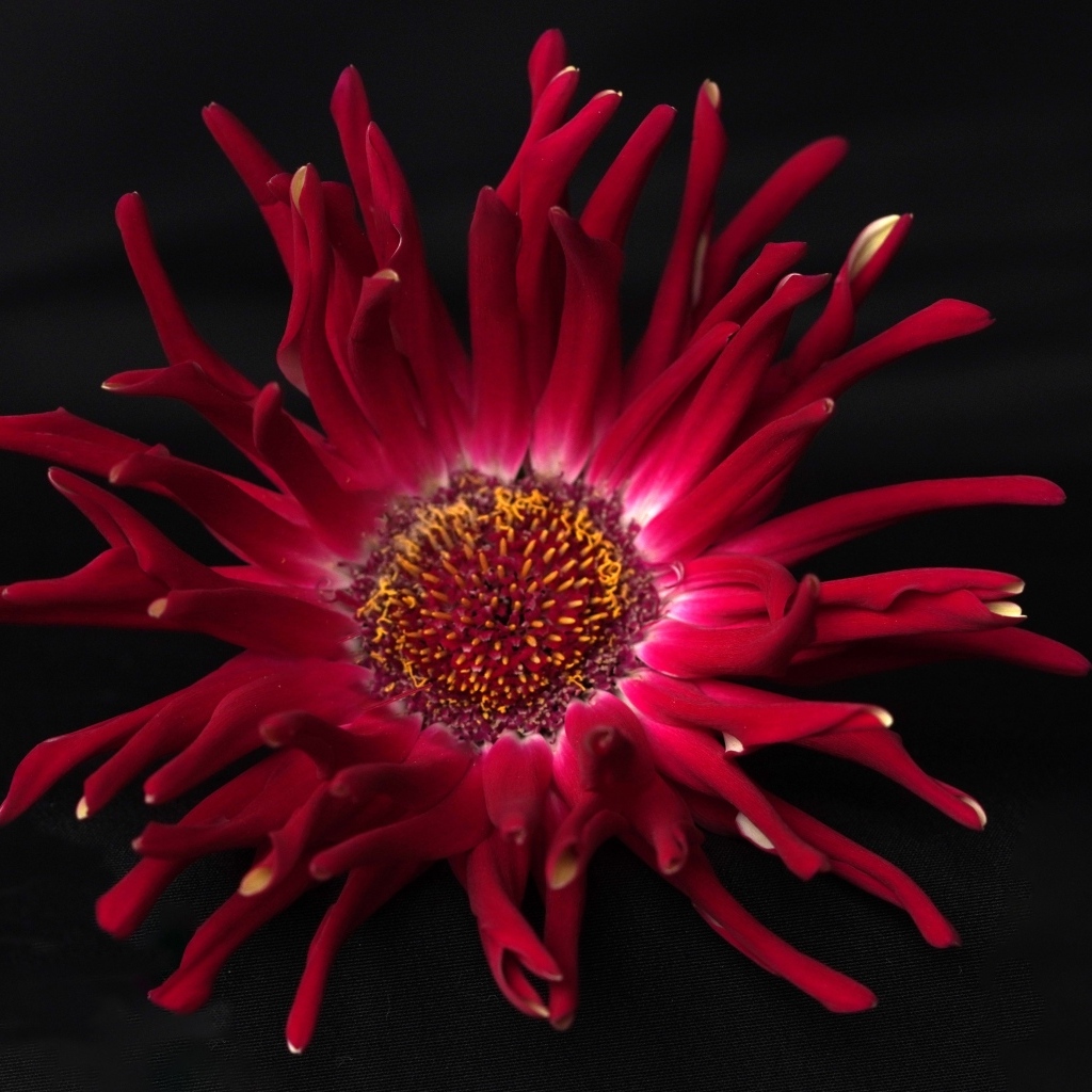 Красный цветок георгина с острыми лепестками на черном фоне