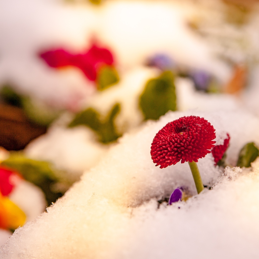 Красный цветок маргаритки под снегом