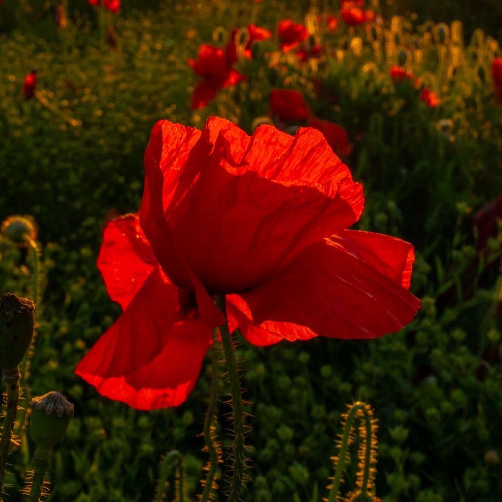 Красный полевой мак с хрупкими лепестками в лучах солнца