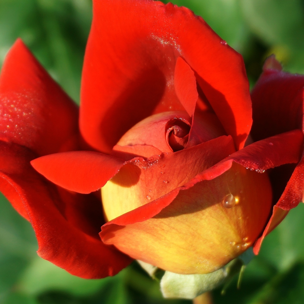 Красный цветок садовой розы крупным планом