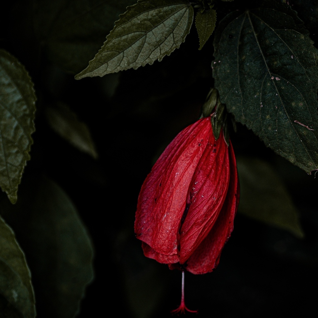 Красный цветок гибискуса в зеленых листьях