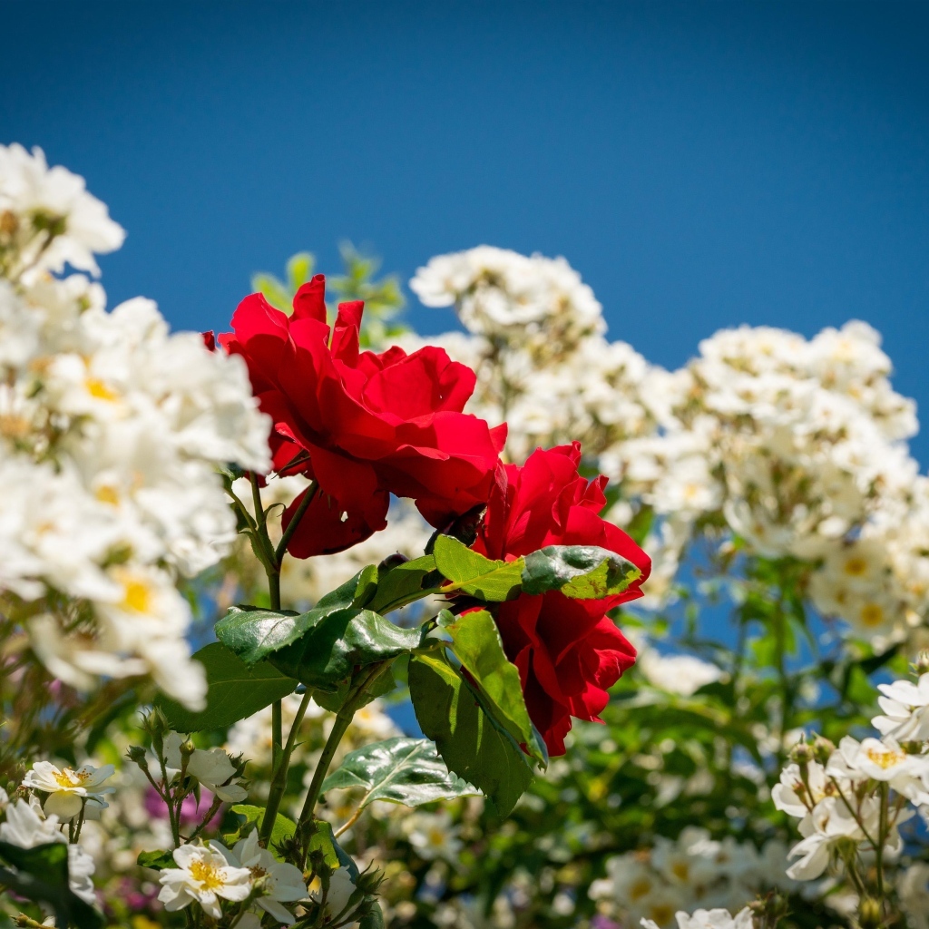 Красная парковая роза среди белых роз