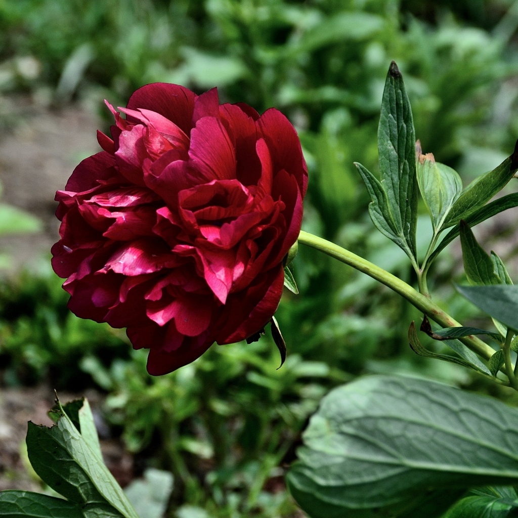 Красный пион с зелеными листьями на клумбе