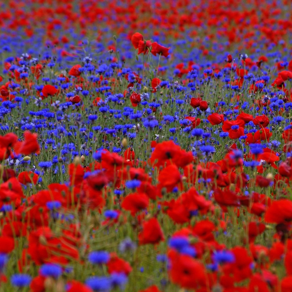 Красные маки и синие васильки на поле
