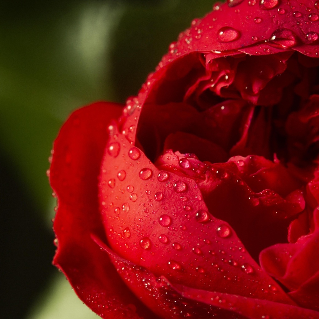 Красный цветок розы в каплях росы крупным планом