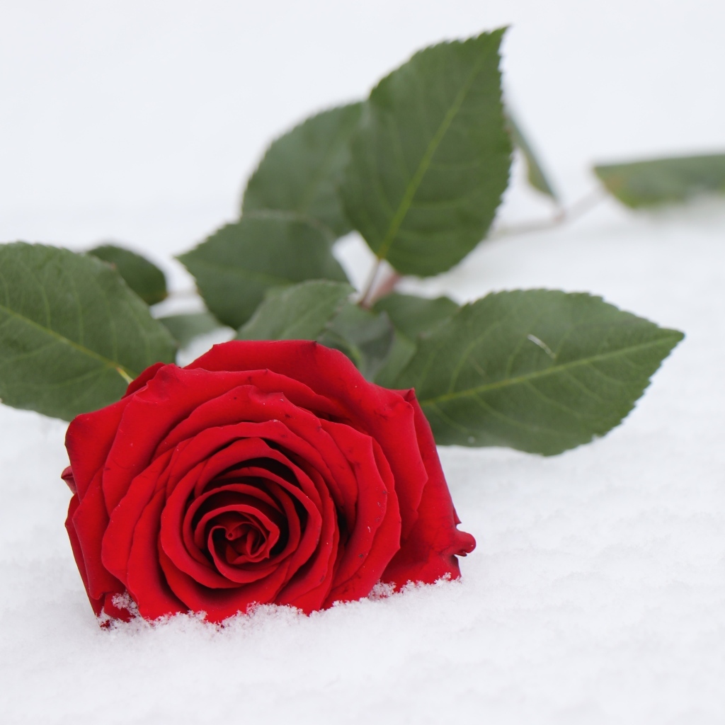 Красная роза с зелеными листьями на снегу