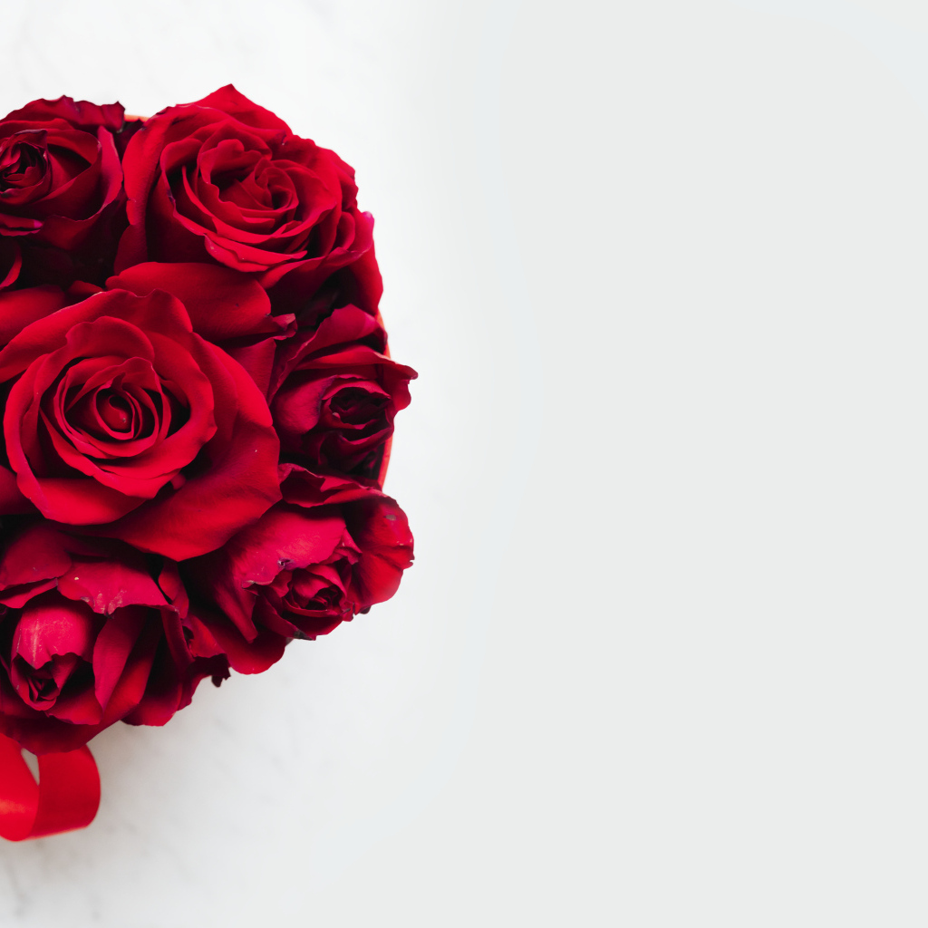 Красные розы в бантом из ленты на белом фоне