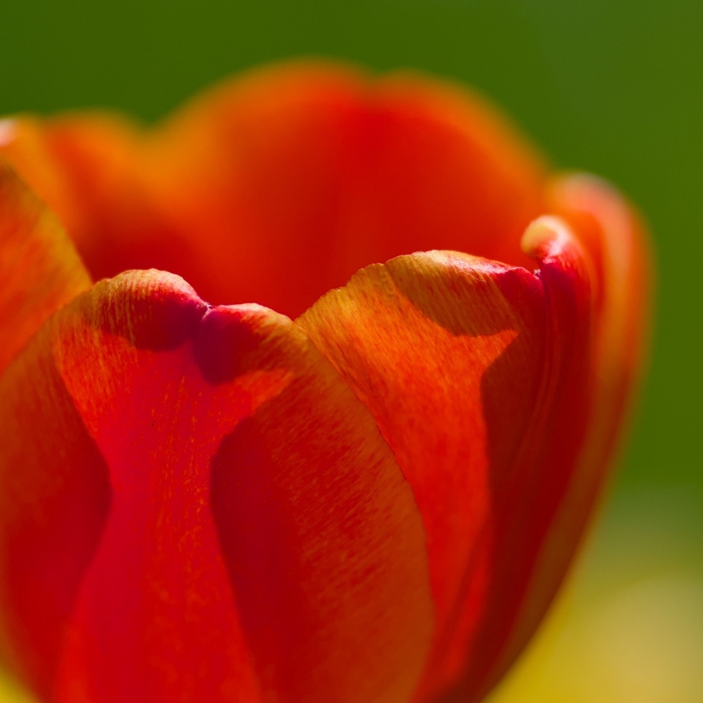 Красные лепестки тюльпана в макро съемке