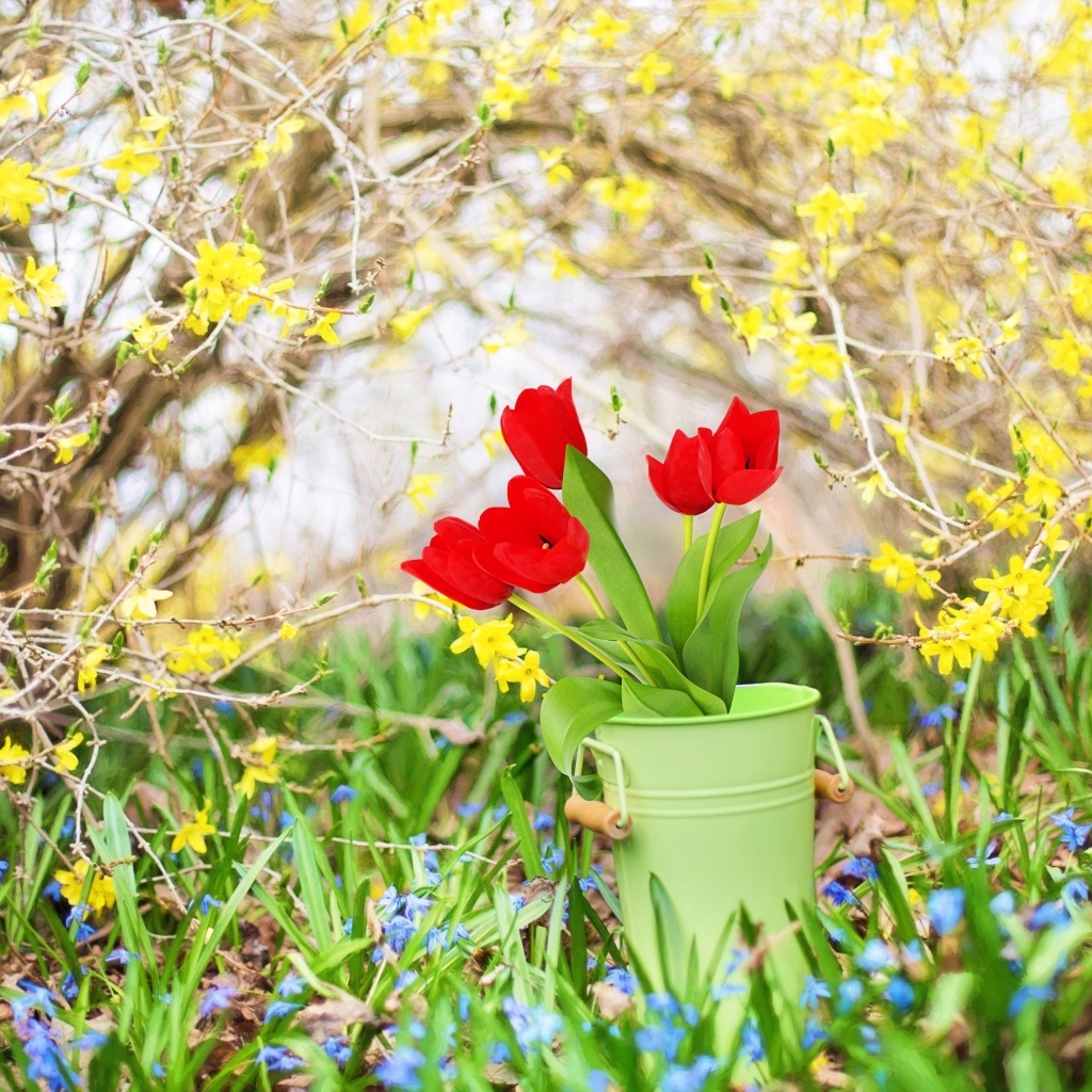 Красные тюльпаны в ведре в саду