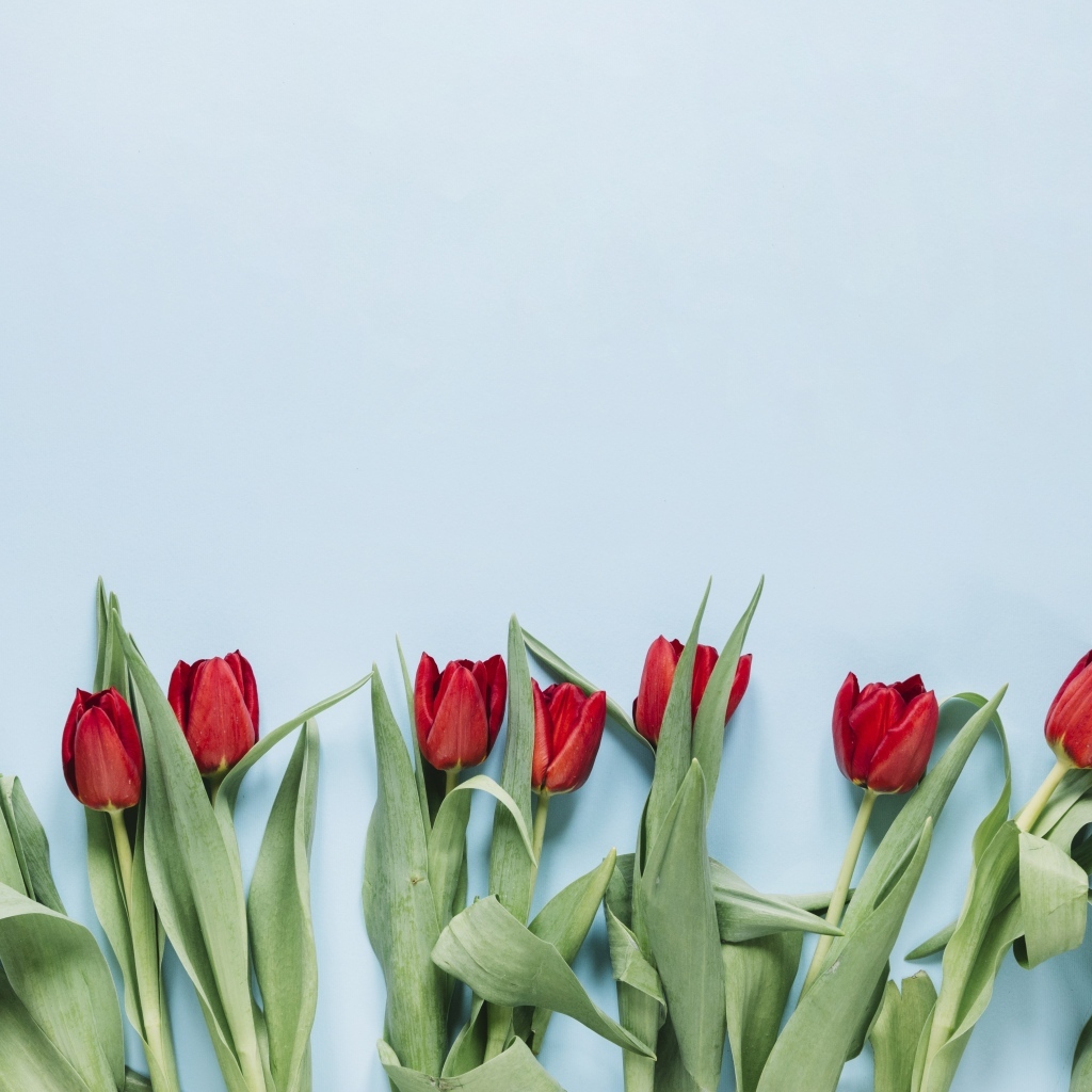 Красные тюльпаны разложены на голубом фоне