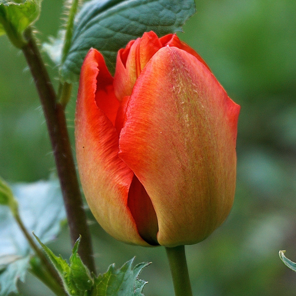 Красный нераспустившийся тюльпан крупным планом