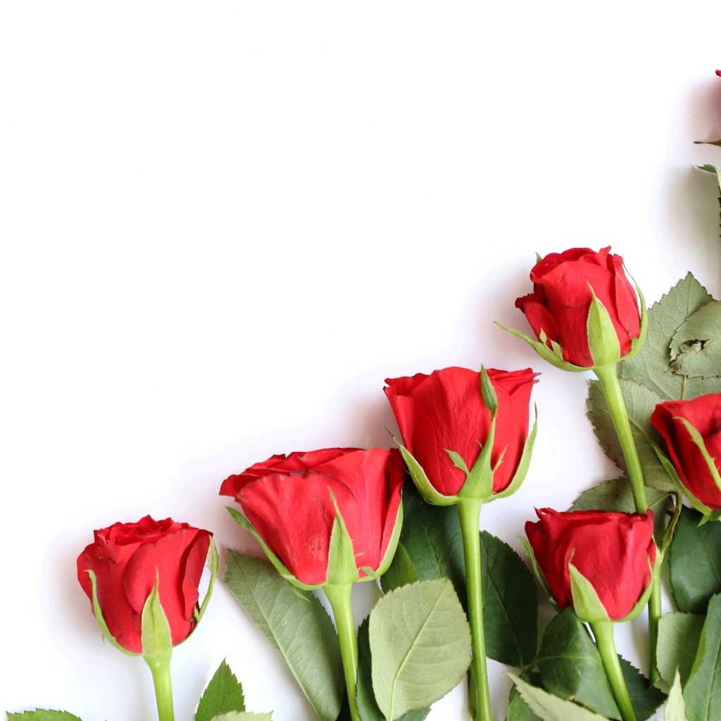 Романтические красные розы на белом фоне