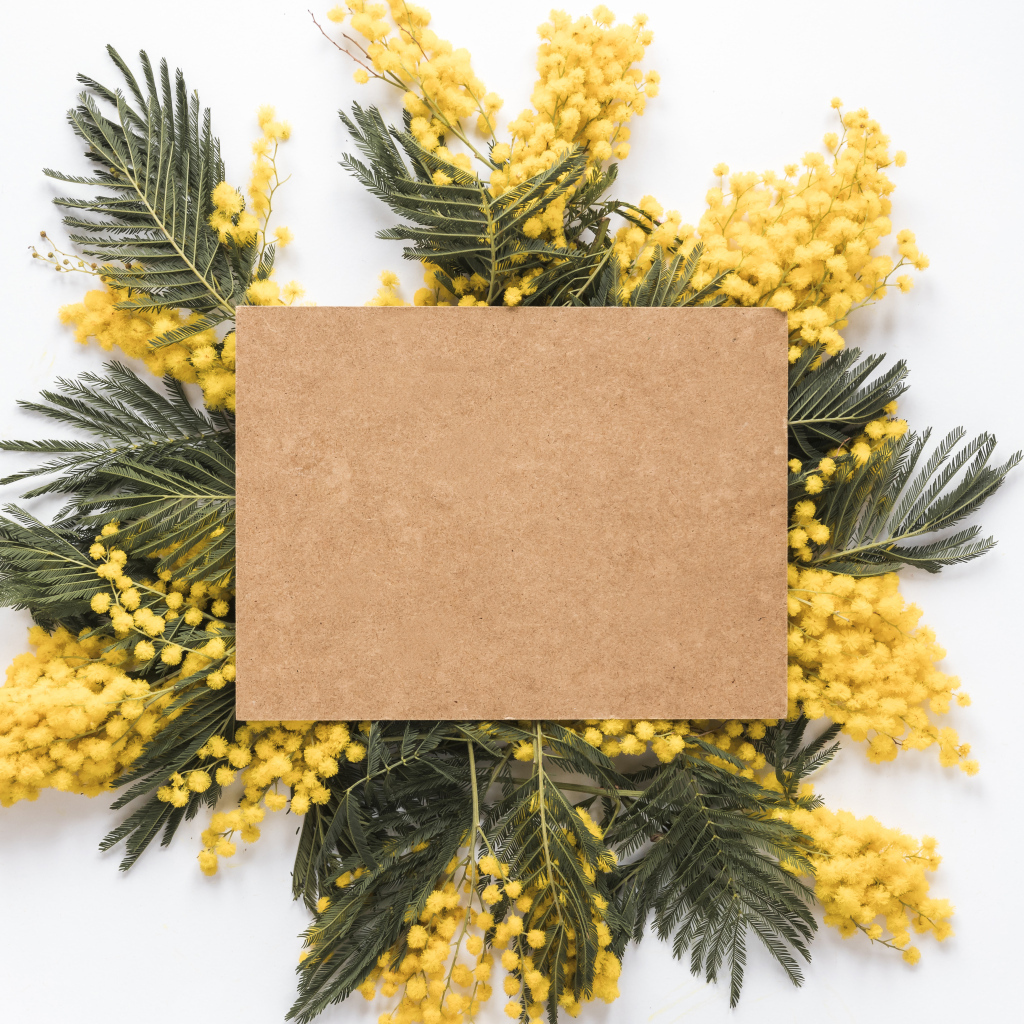 Лист бумаги с ветками мимозы на белом фоне