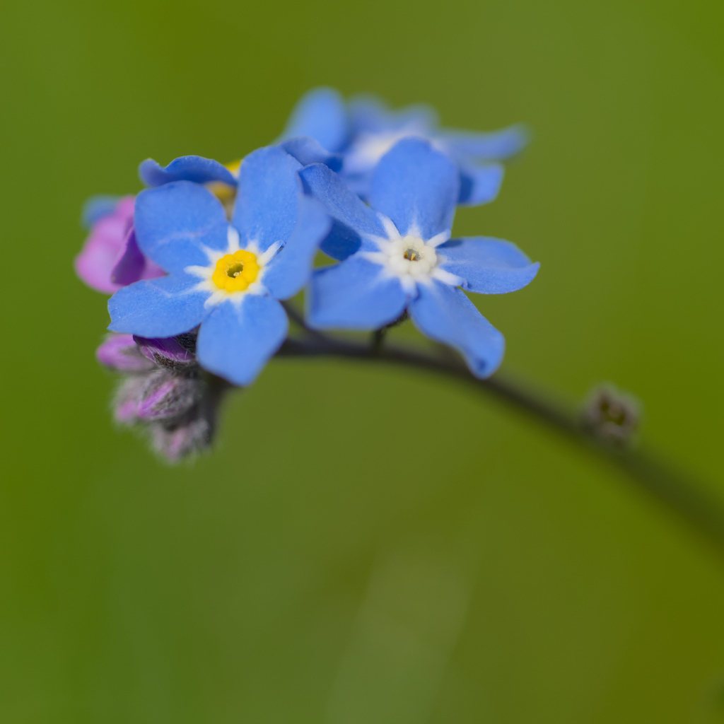 Маленький цветок незабудка на зеленом фоне