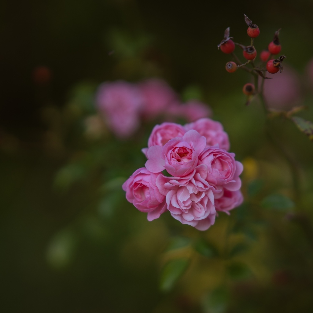 Мелкие розовые кустовые розы