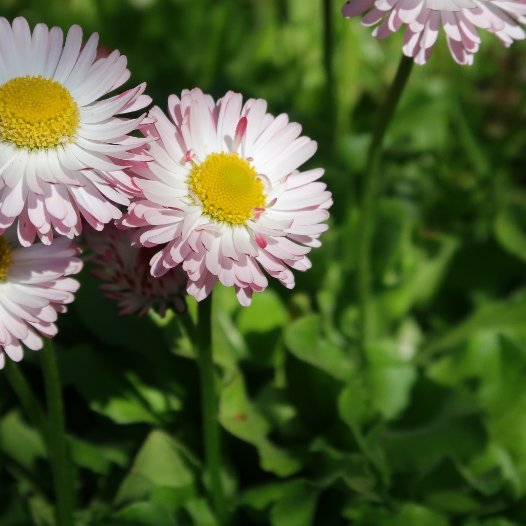 Маленькие розовые маргаритки крупным планом