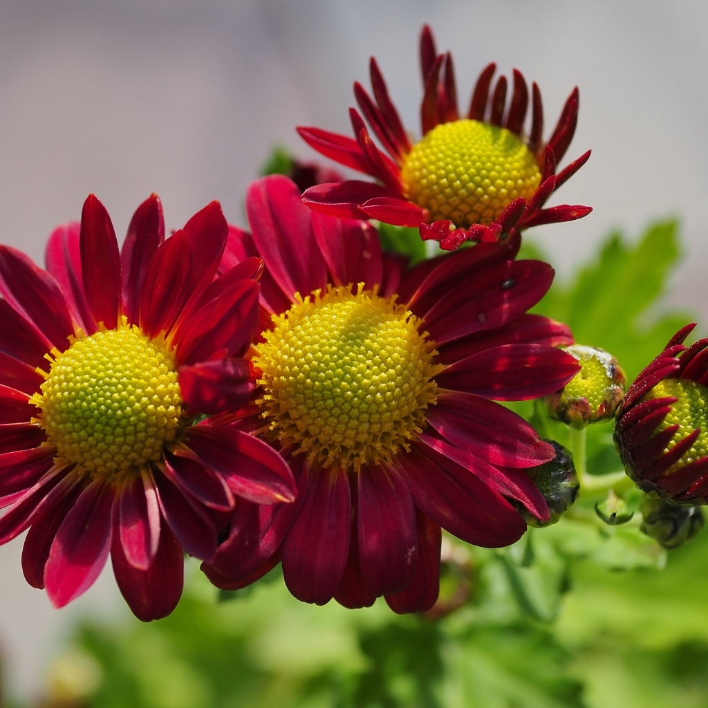 Маленькие красные цветы хризантемы