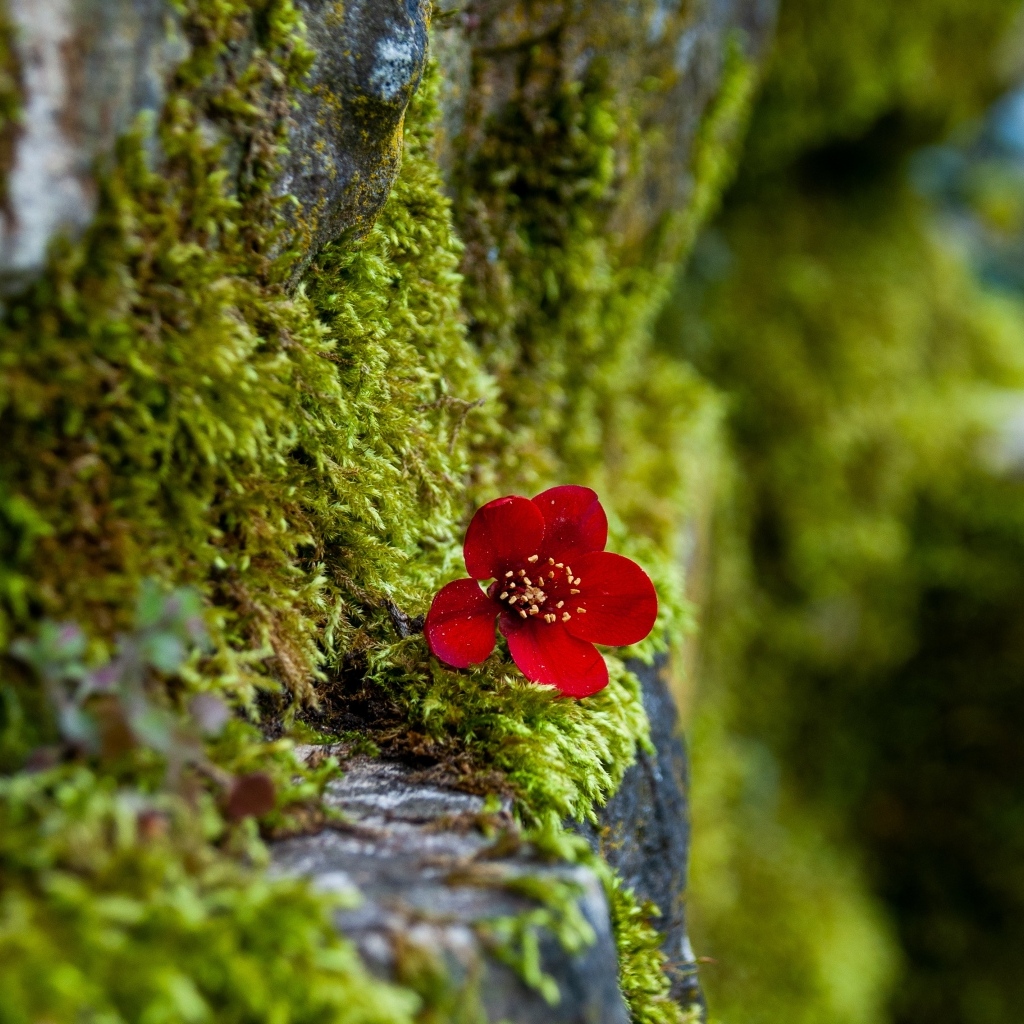 Маленький красный цветок на покрытой мхом поверхности 