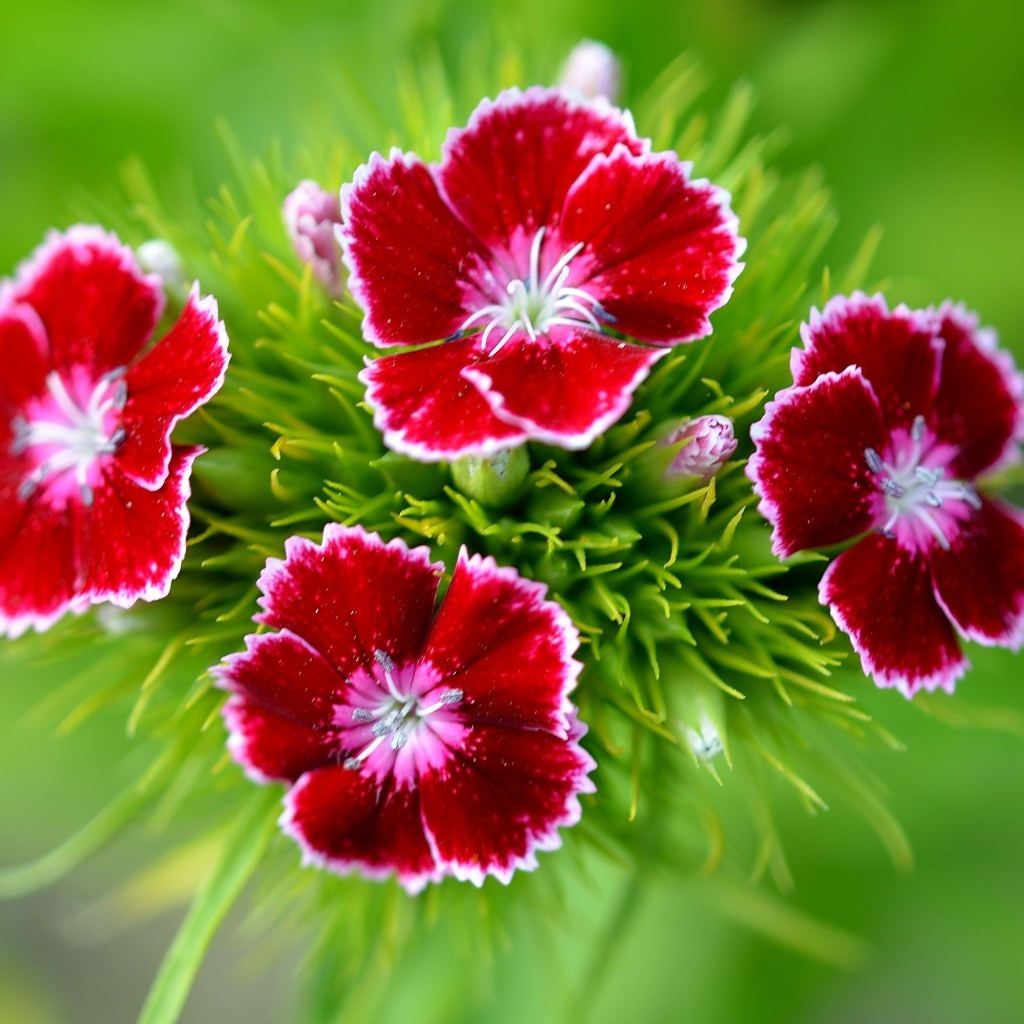 Мелкие красные цветы садовой гвоздики