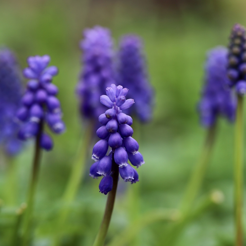 Маленькие весенние цветы мускари на зеленом фоне