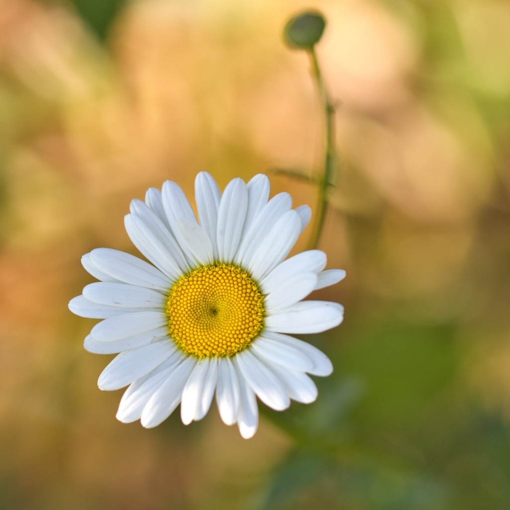 Маленькая полевая белая ромашка с бутоном