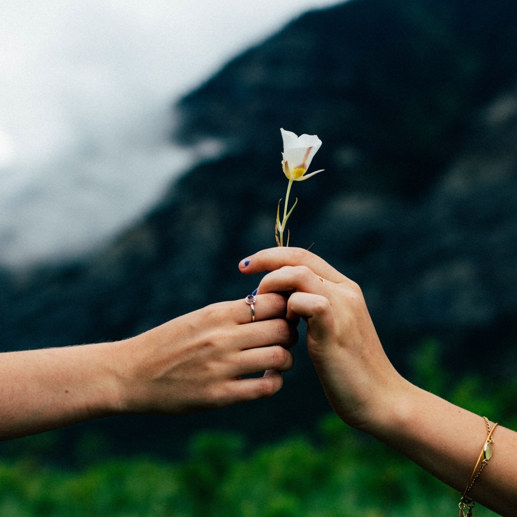 Маленький белый цветок в руках