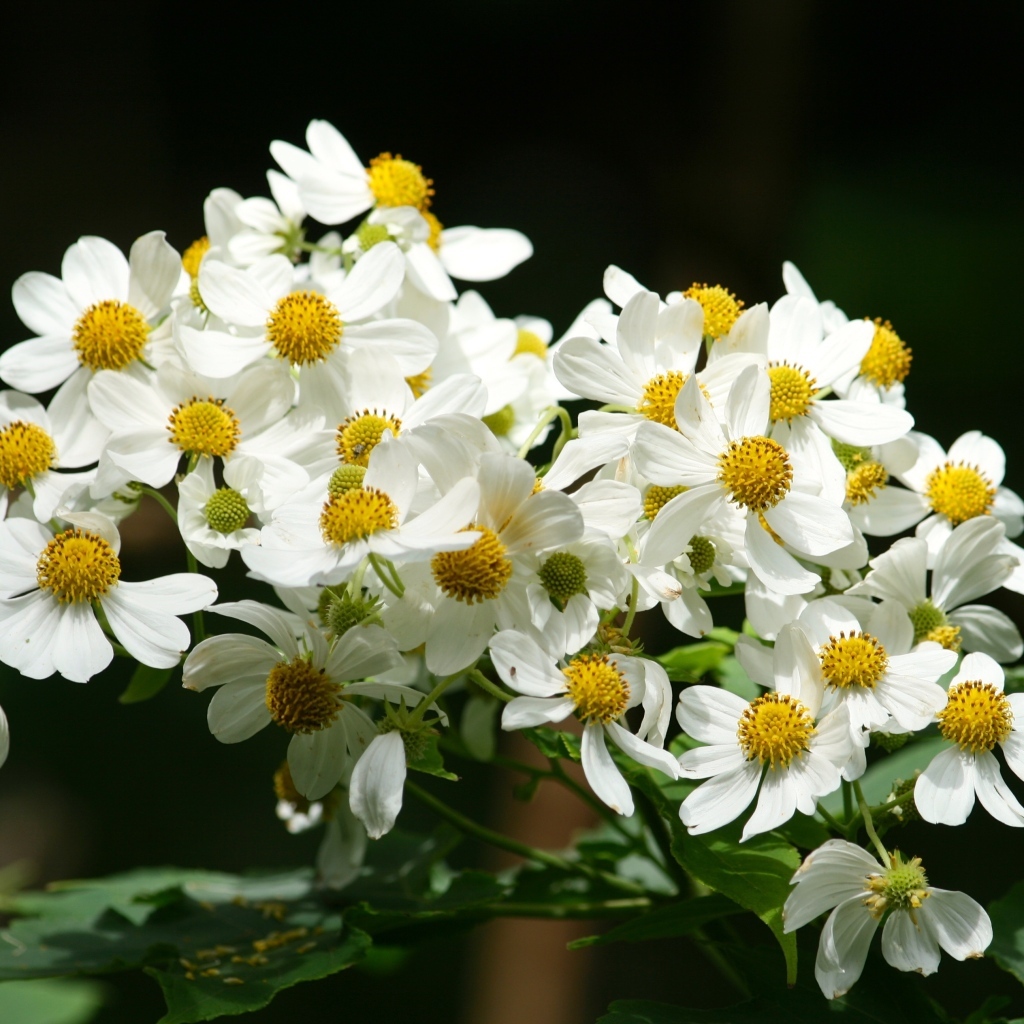 Мелкие белые цветы крупным планом