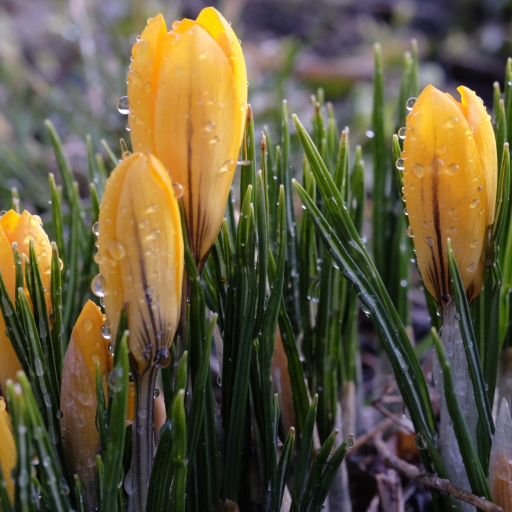 Маленькие желтые крокусы с зелеными листьями в каплях росы