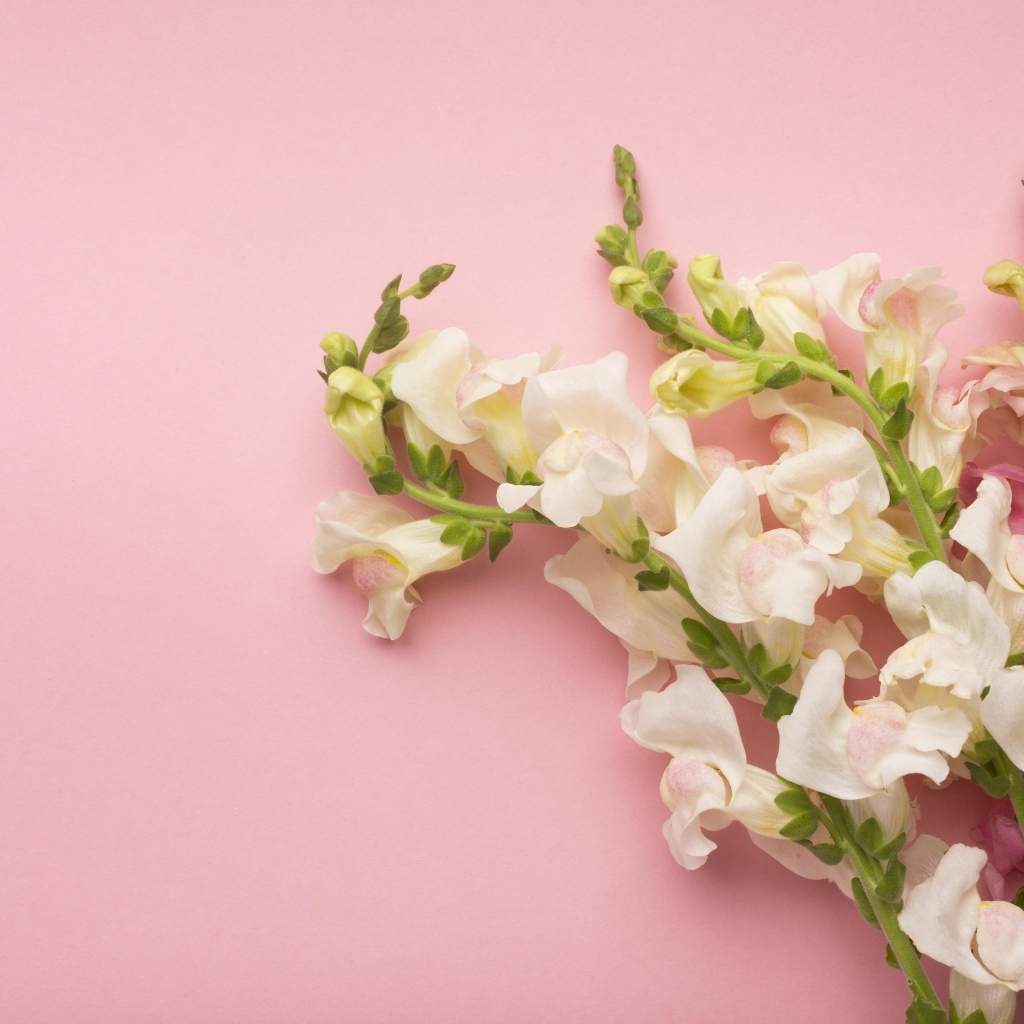 Цветы львиный зев на розовом фоне