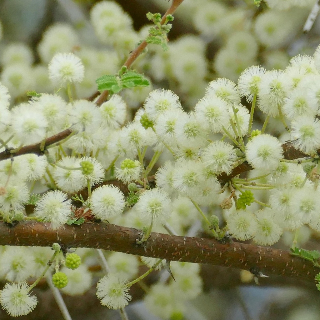 Весенние пушистые цветы на ветках дерева 