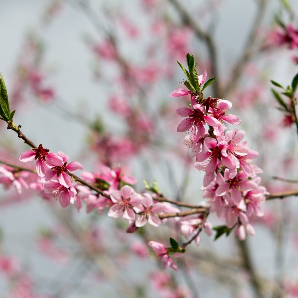 Весенние цветы персика на ветках