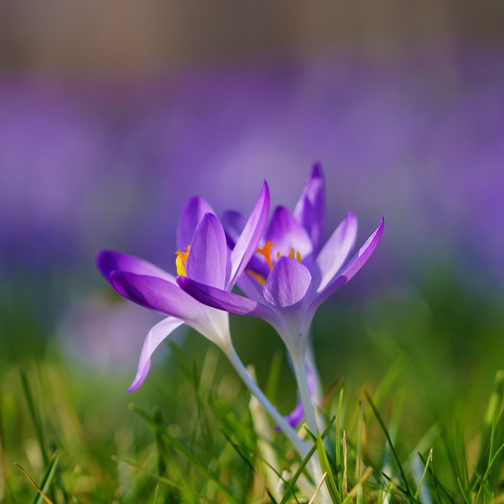 Весенние фиолетовые маленькие первоцветы крокусы