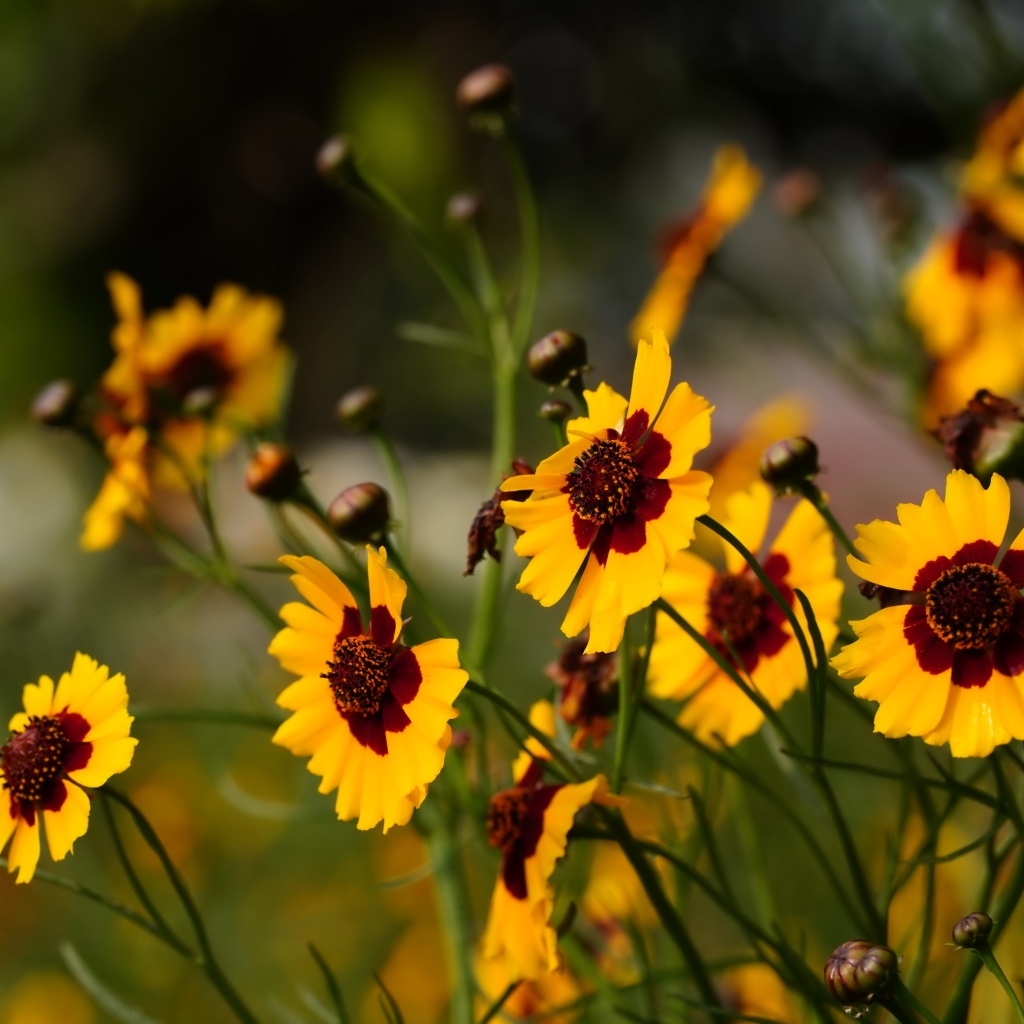 Летние маленькие красивые полевые цветы