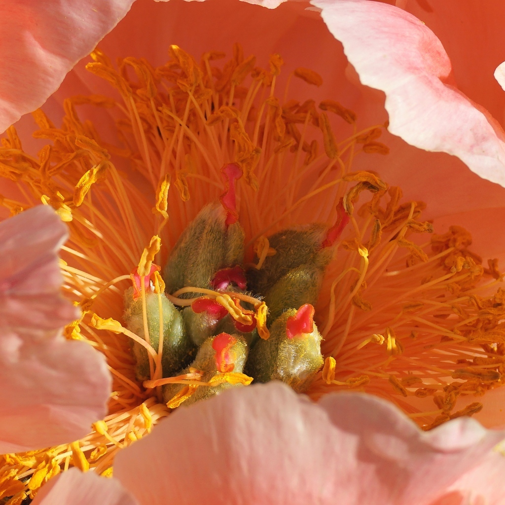 Серединка розового цветка пиона