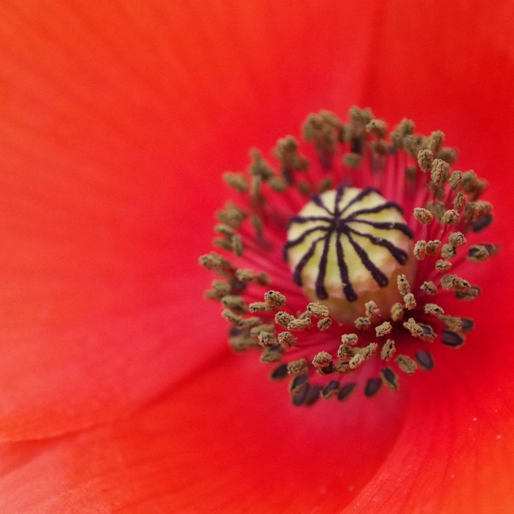 Серединка красного цветка мака крупным планом