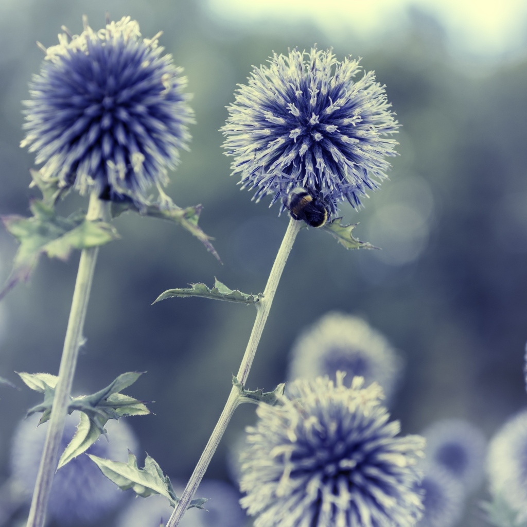 Цветы чертополох-мордовник крупным планом