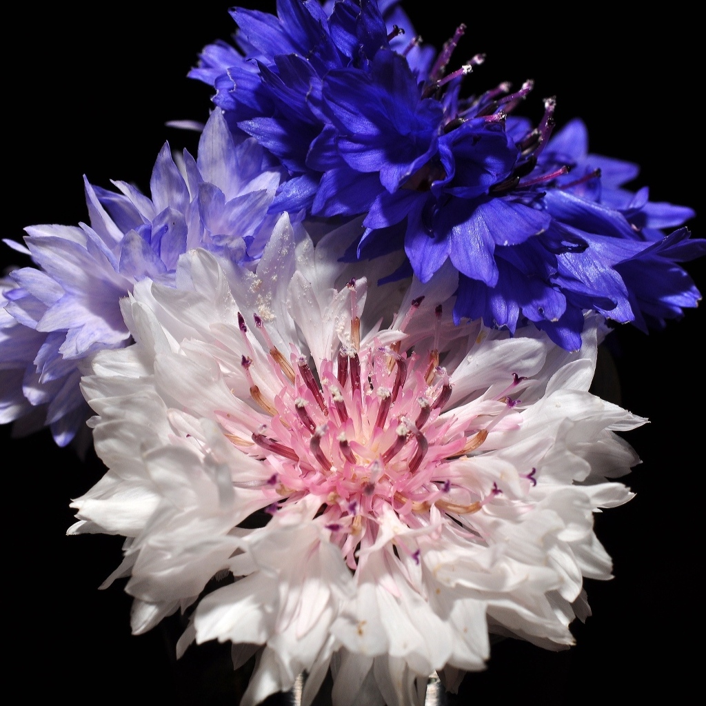 Три разноцветных василька на черном фоне