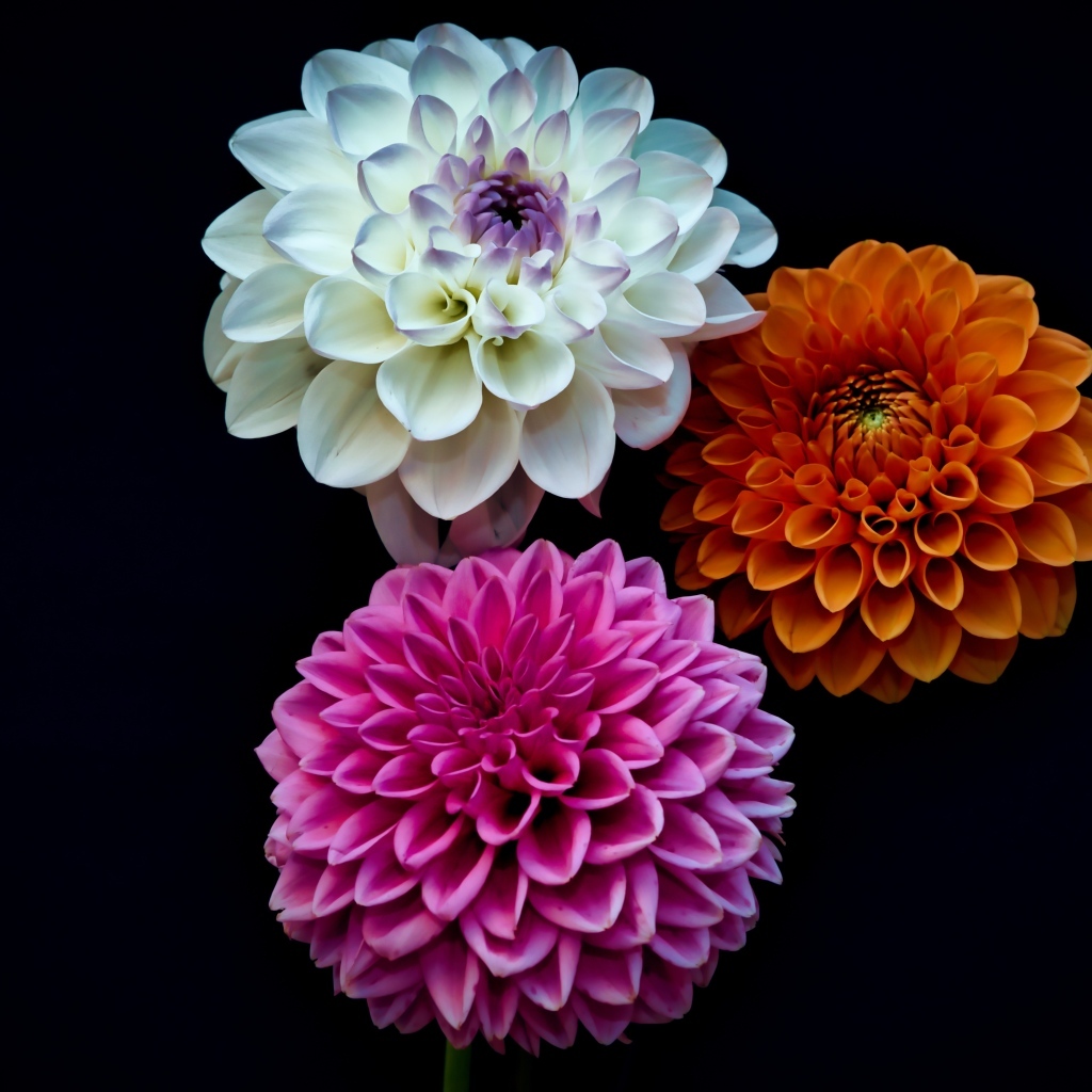 Три разноцветных цветка георгина на черном фоне