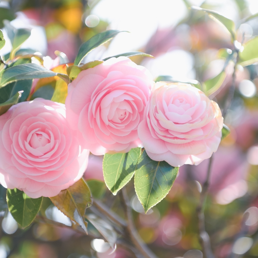 Три розовых цветка магнолии на ветках  