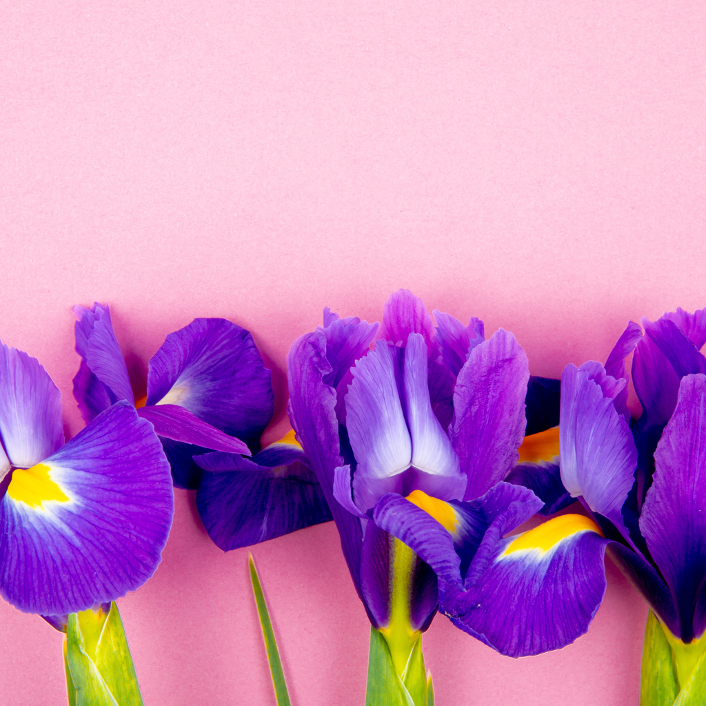 Три фиолетовых цветка ириса на розовом фоне