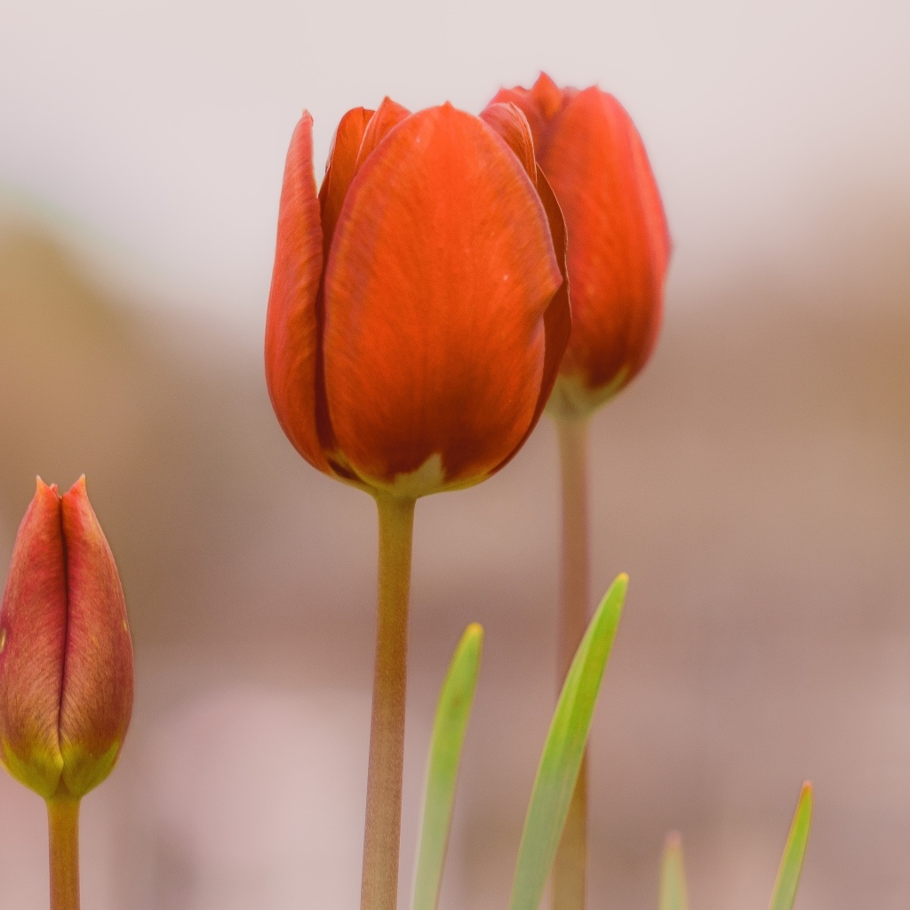 Три красных тюльпана на коричневом фоне