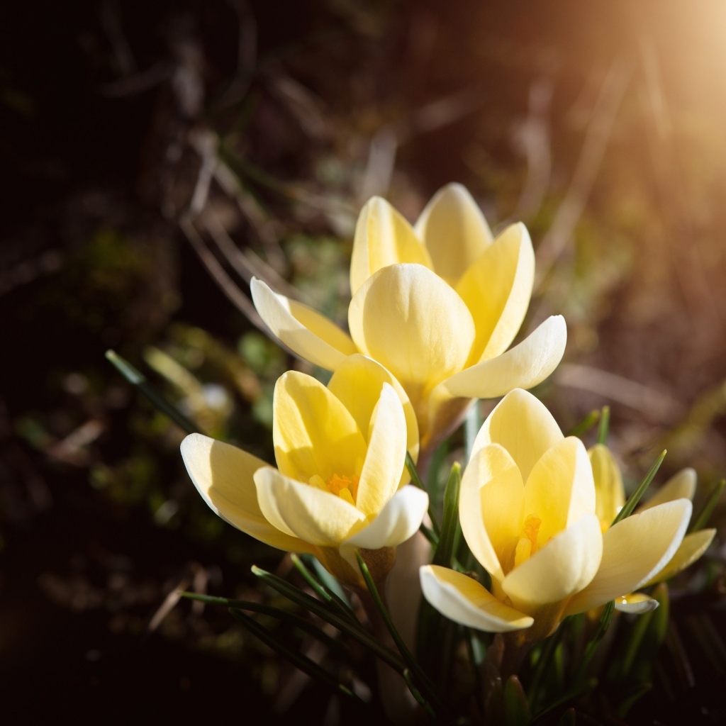 Три желтых крокуса в лучах солнца на клумбе