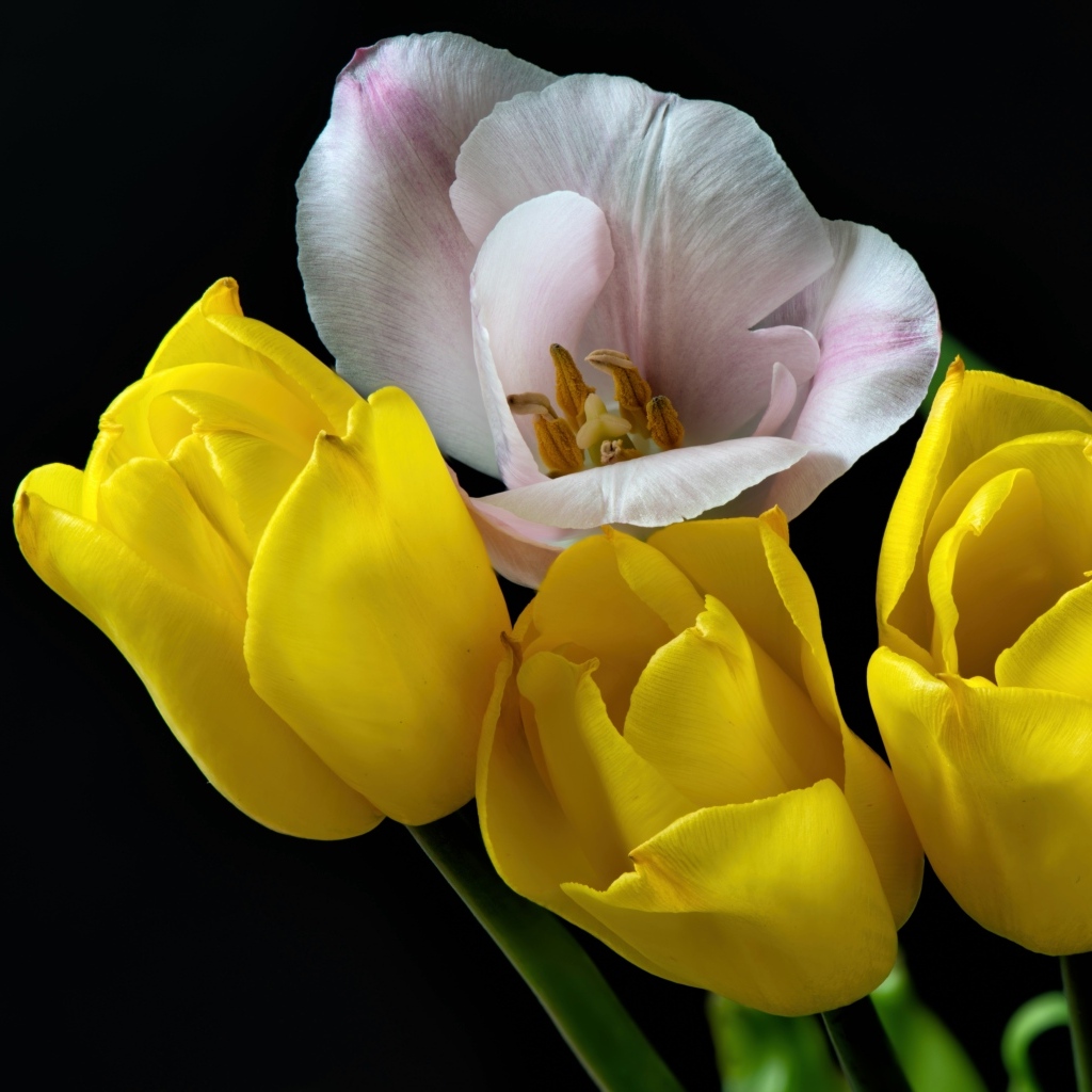 Три желтых тюльпана и один розовый на черном фоне