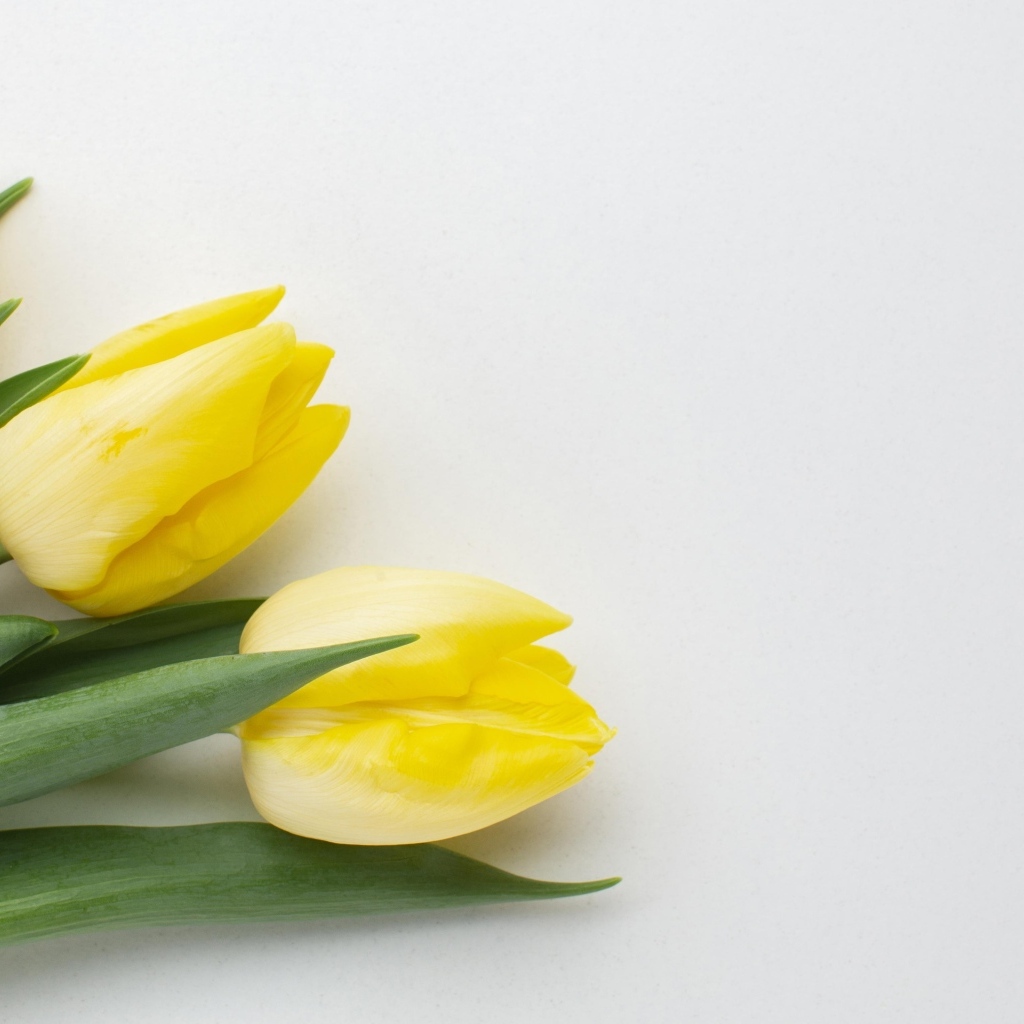 Три желтых тюльпана на сером фоне