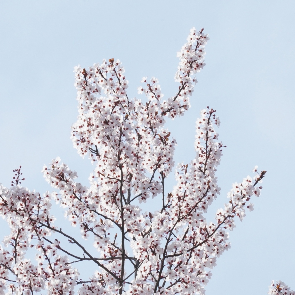 Дерево покрыто цветами на фоне голубого неба