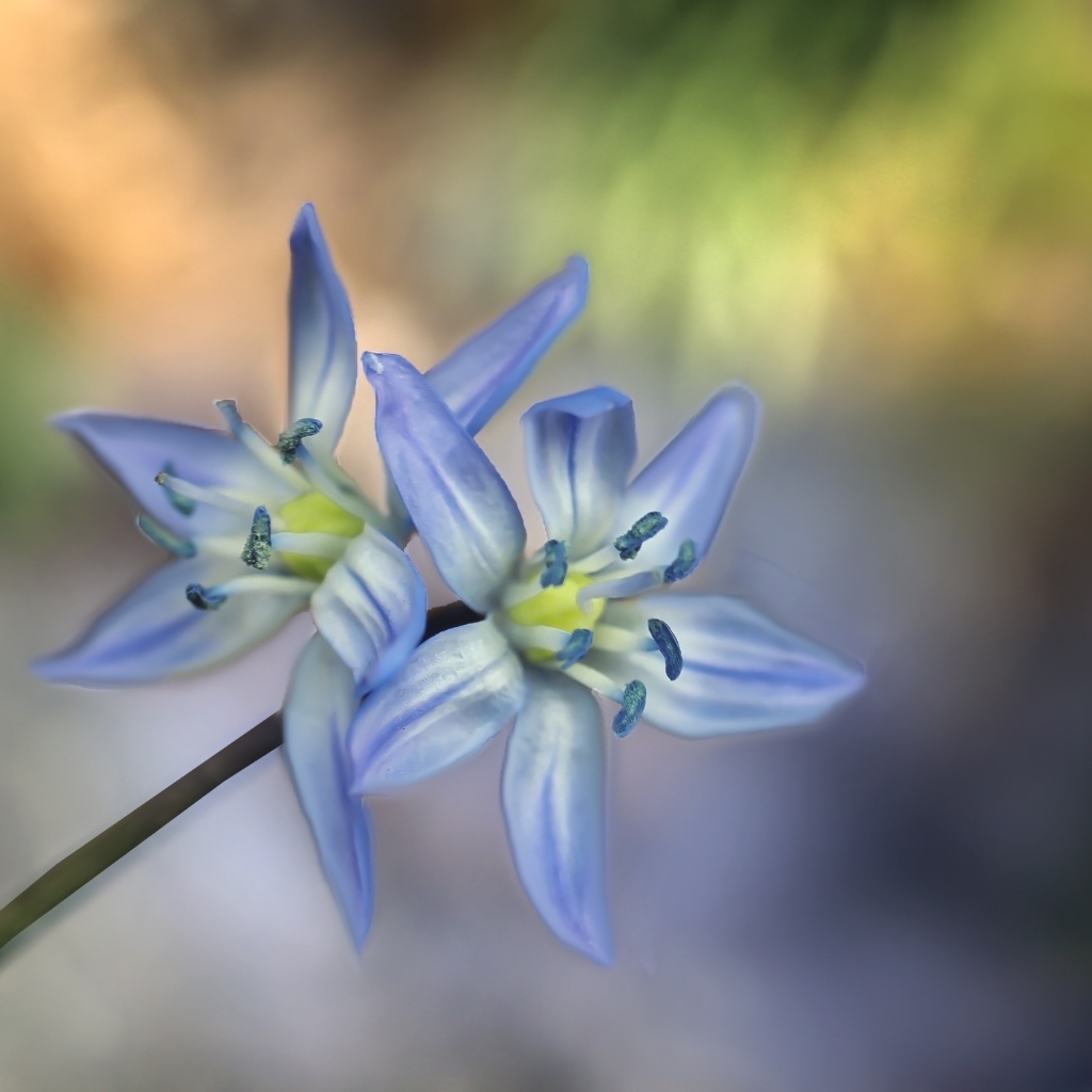 Два синих цветка пролесок крупным планом